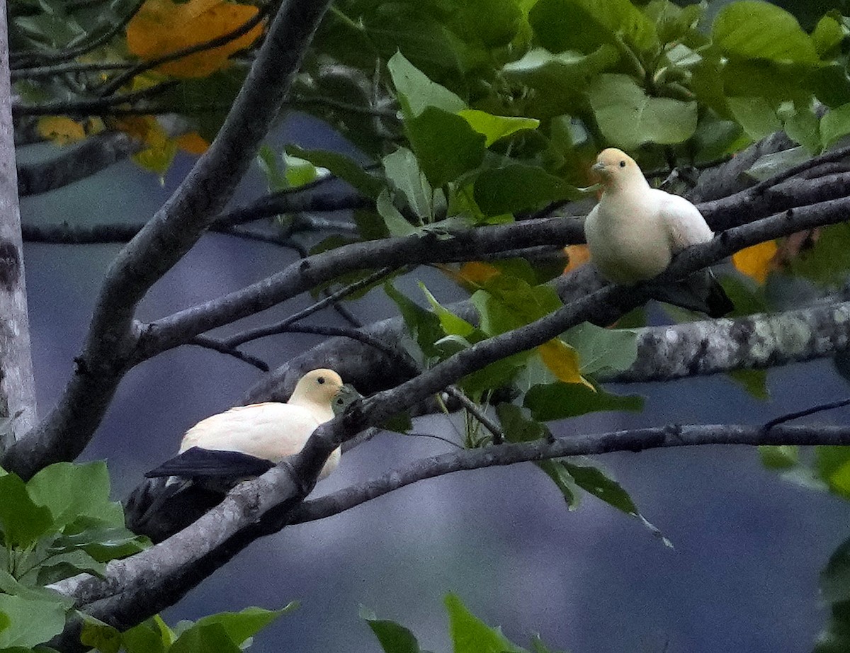 Pied Imperial-Pigeon - ML611524030