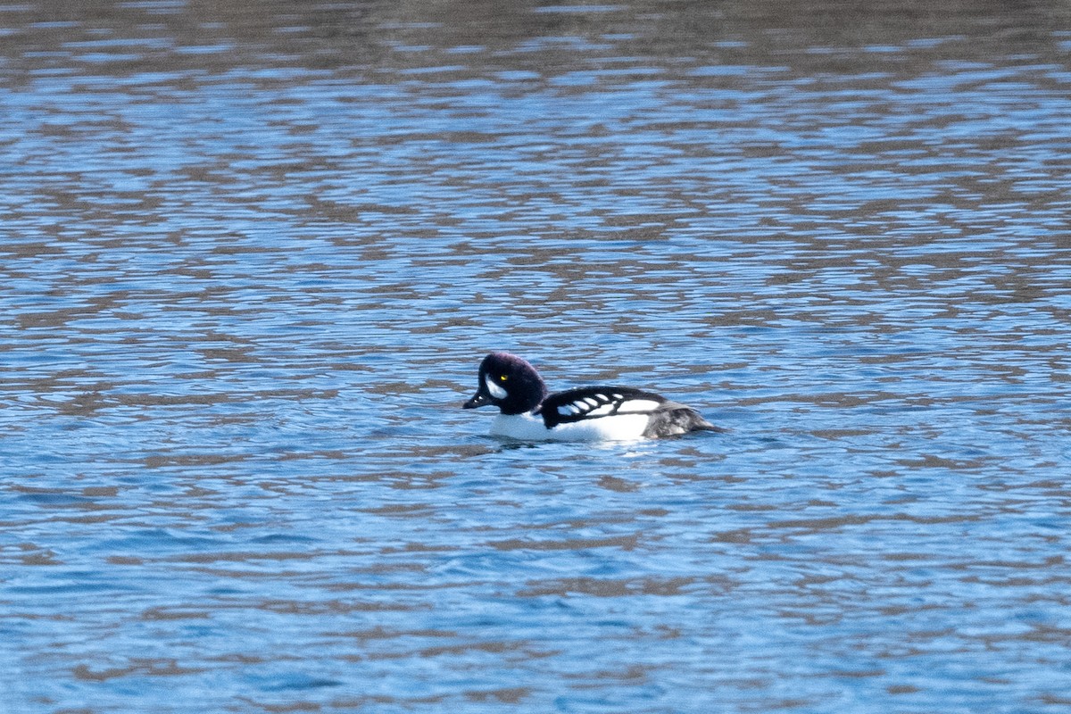 Barrow's Goldeneye - Greg Walker