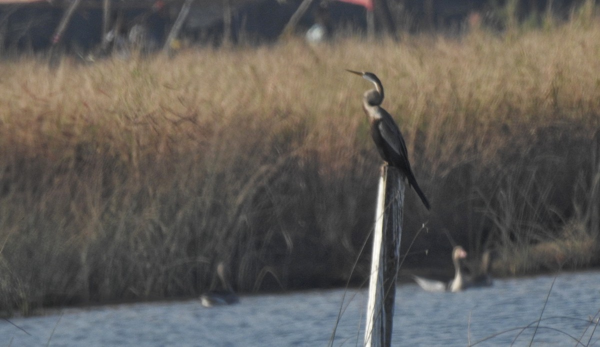 Oriental Darter - ML611524079