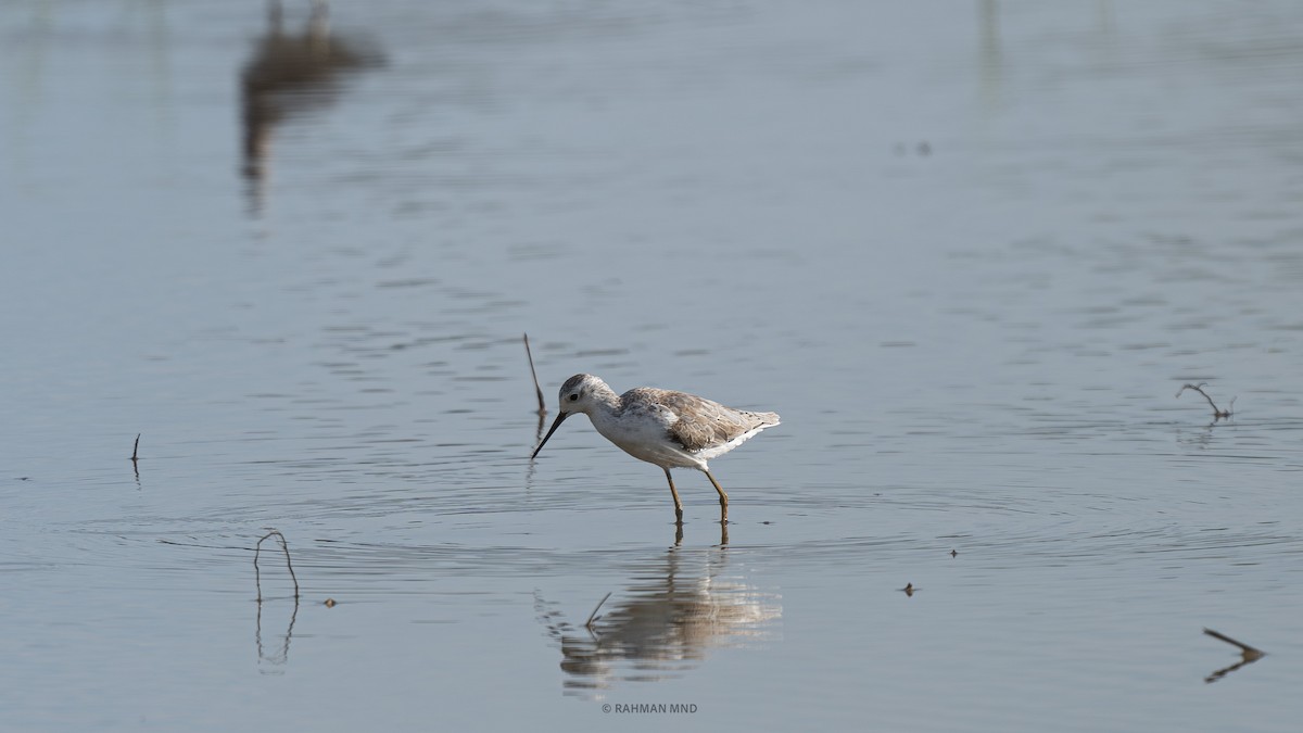 Marsh Sandpiper - ML611524087