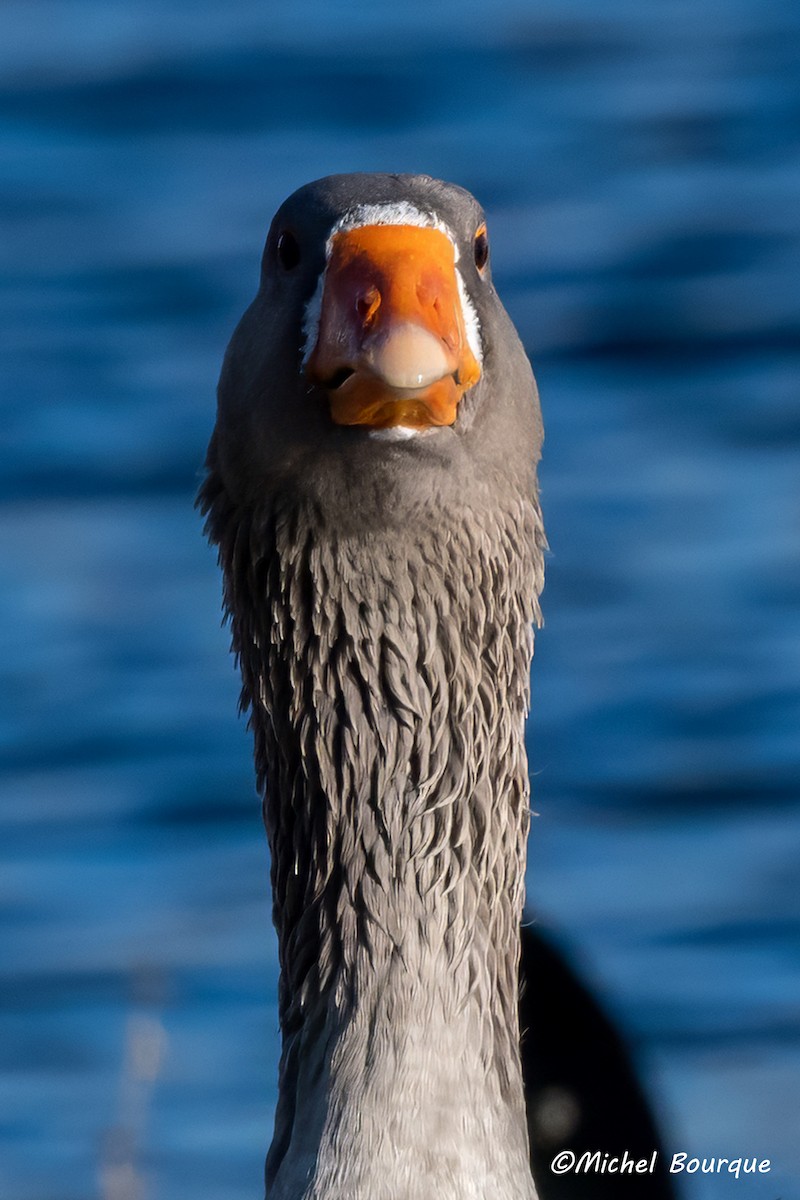 Graylag Goose - ML611524109