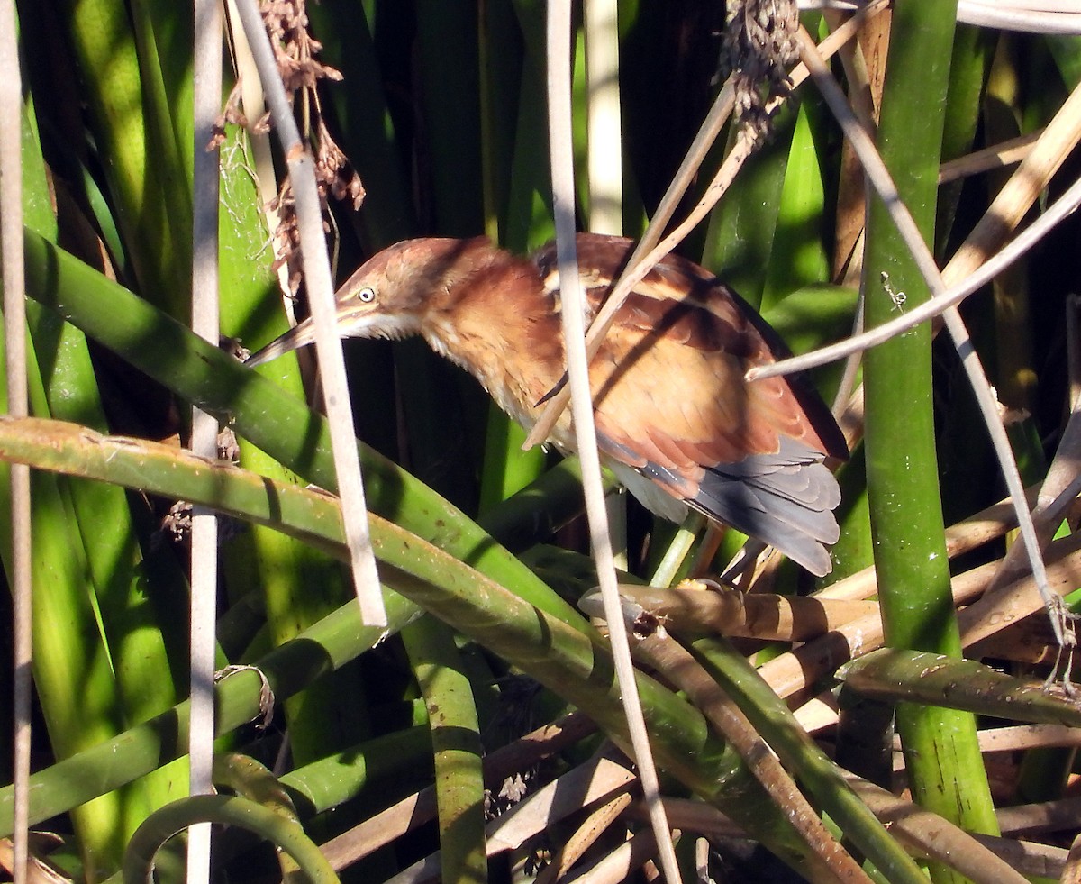 Least Bittern - ML611524119