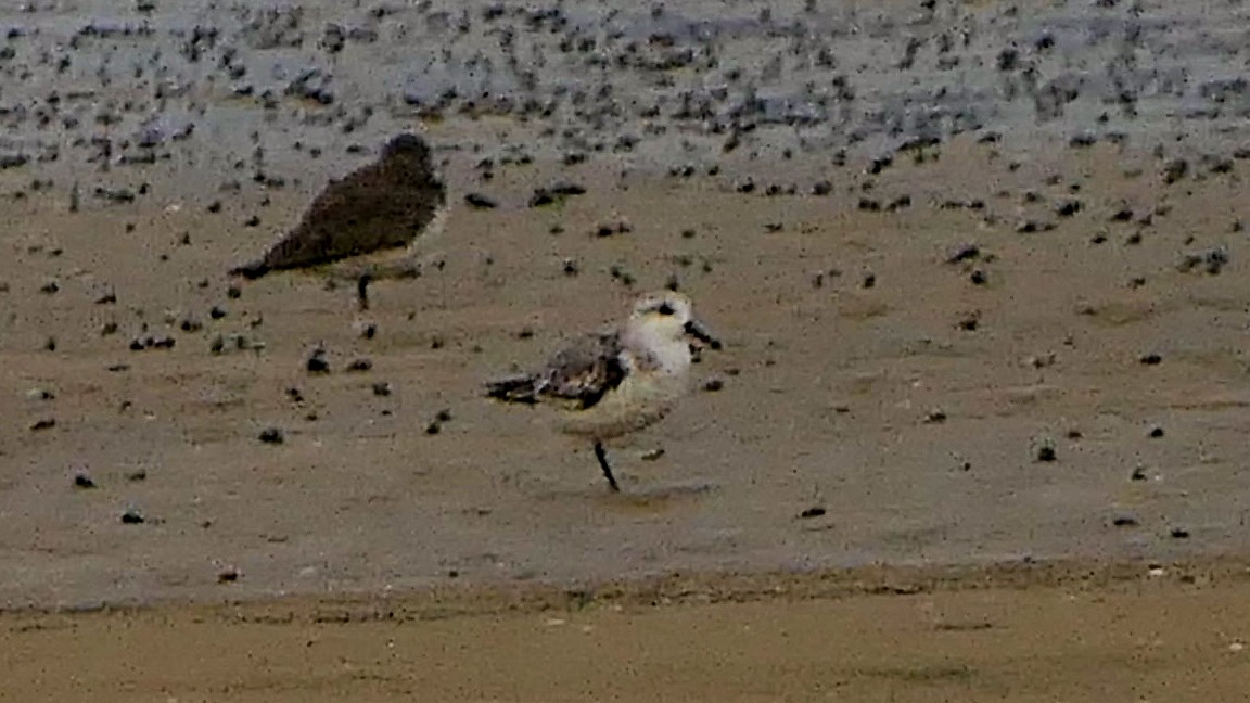 Sanderling - Bijoy Venugopal