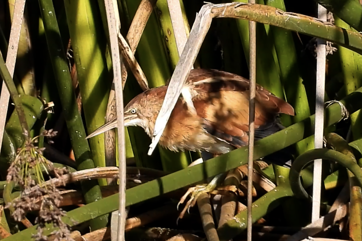 Least Bittern - ML611524134