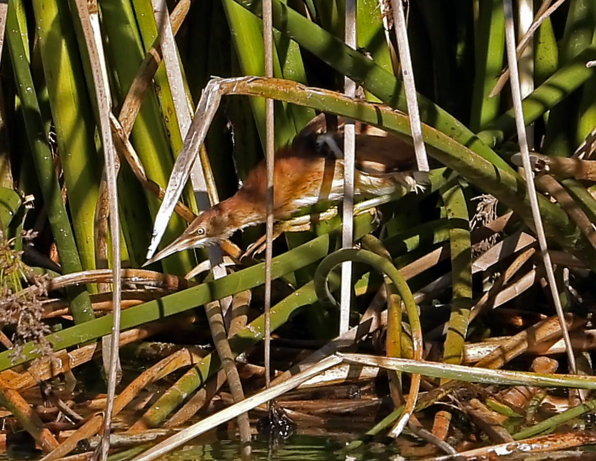 Least Bittern - ML611524135