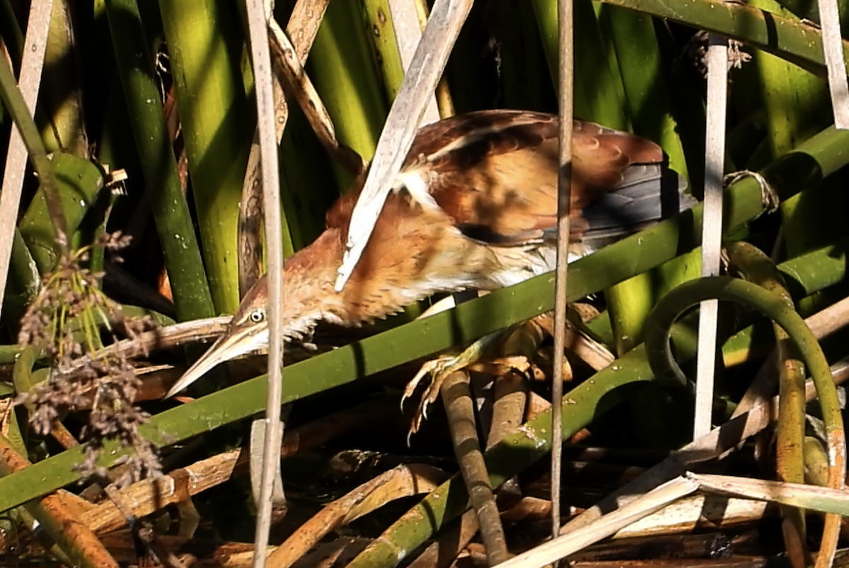 Least Bittern - ML611524136