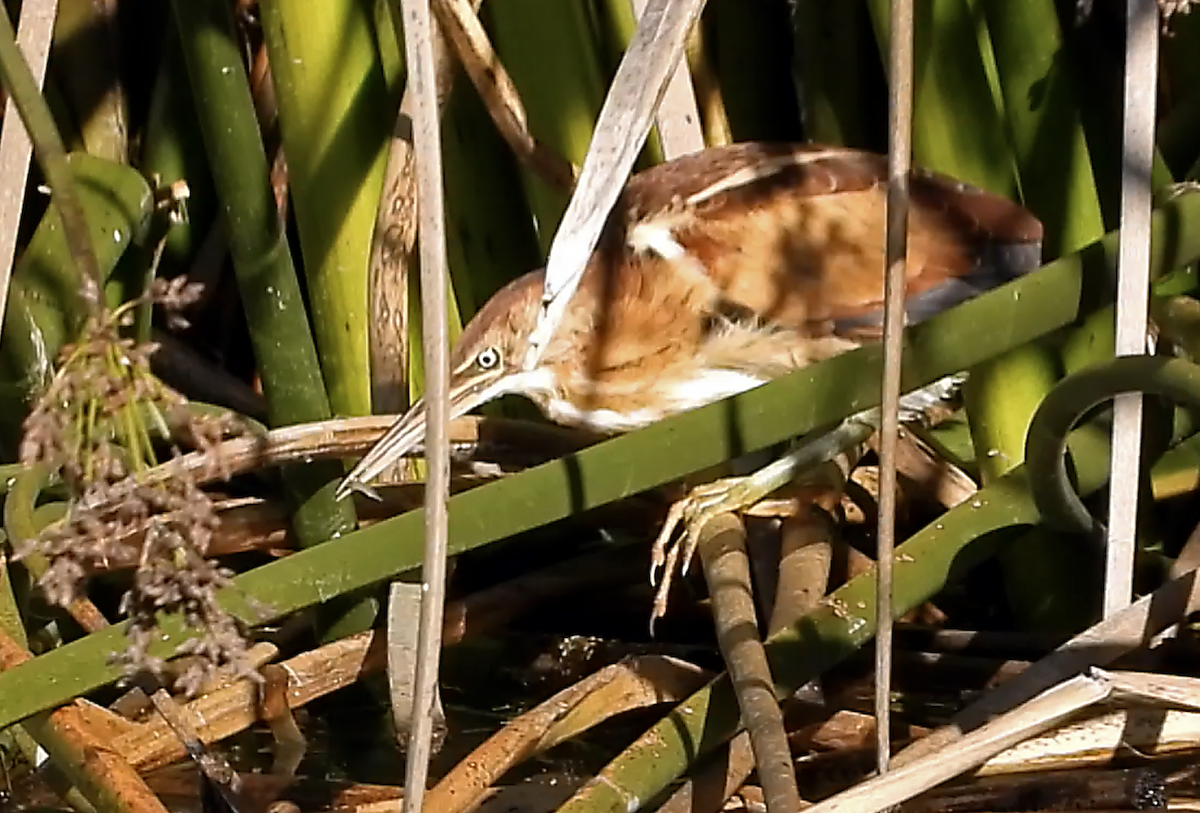 Least Bittern - ML611524138