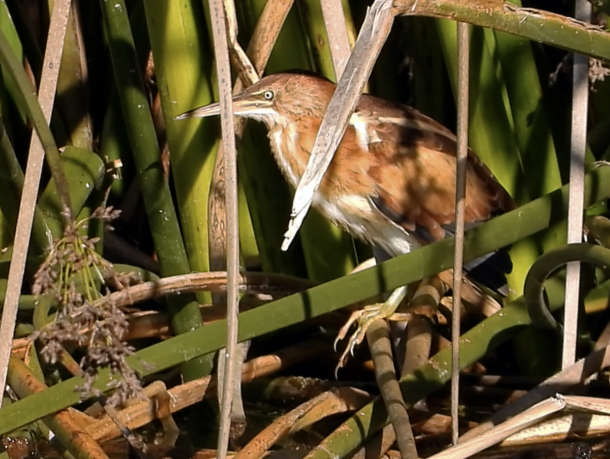 Least Bittern - ML611524140