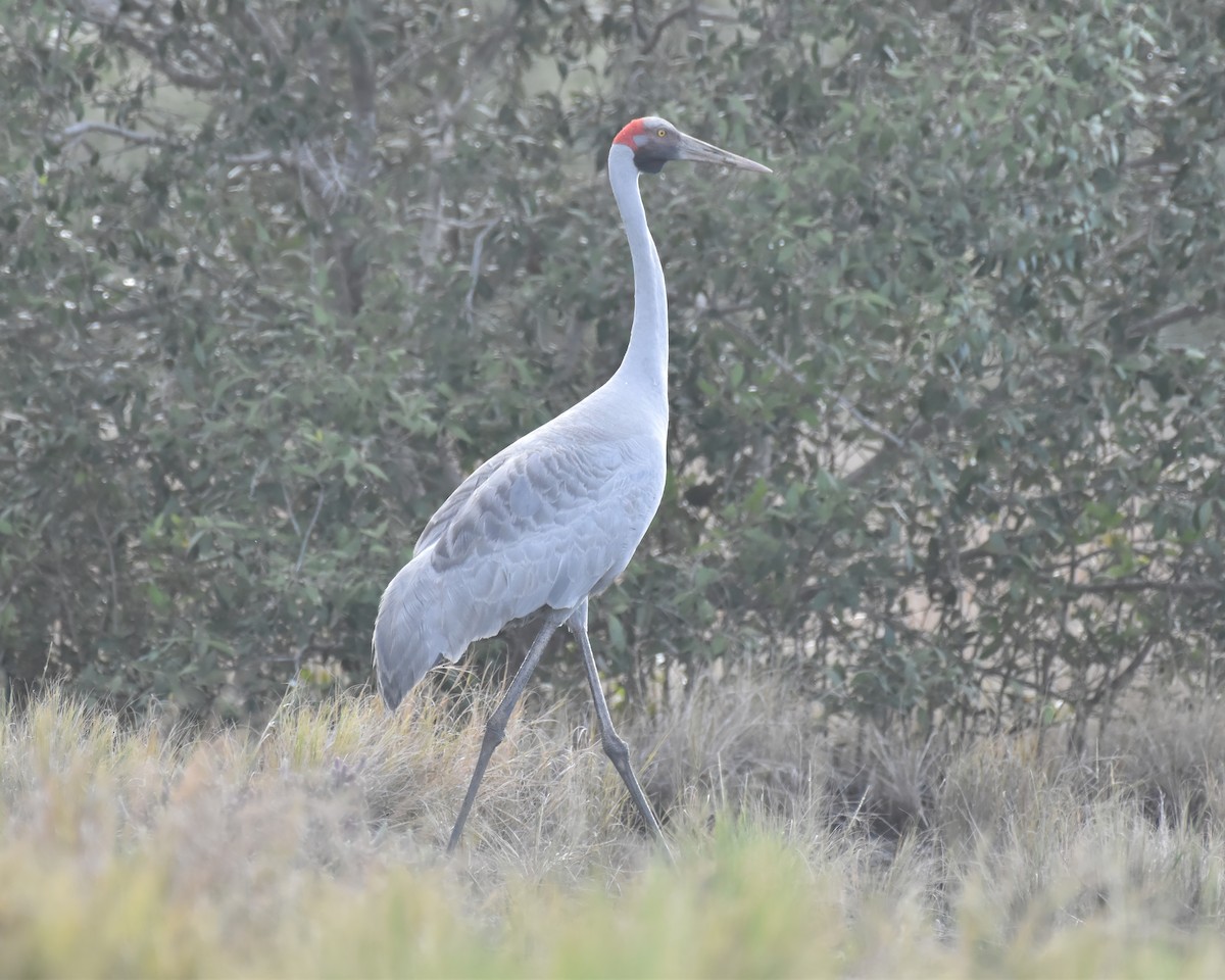 jeřáb australský - ML611524168