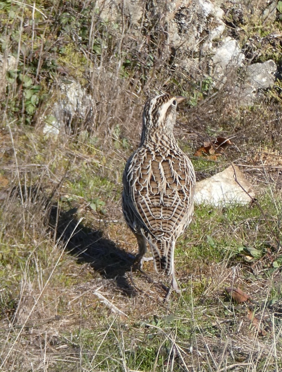 Western Meadowlark - ML611524224