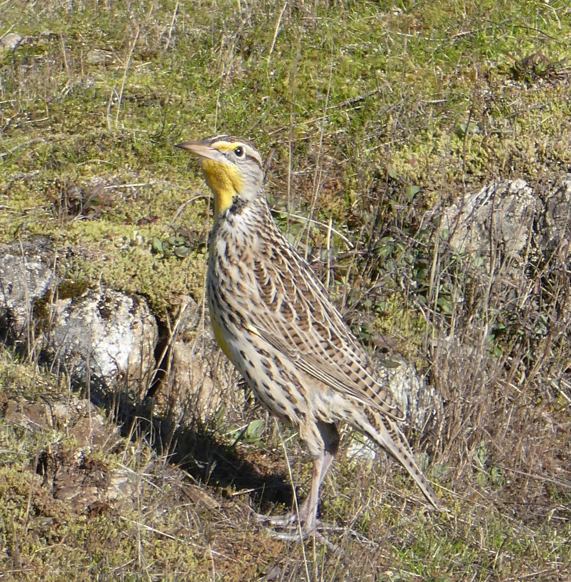 Western Meadowlark - ML611524225