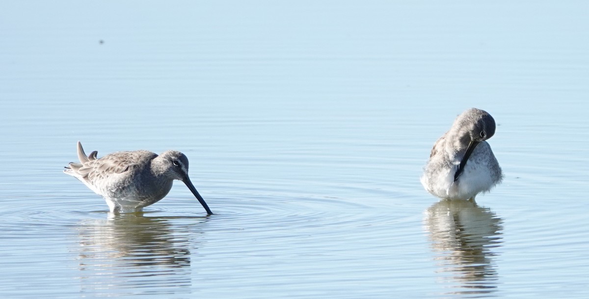 Long-billed Dowitcher - Karen Rush