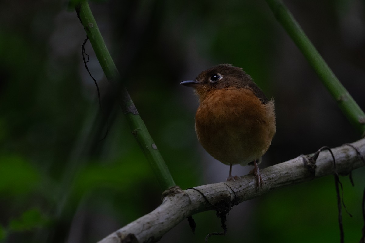 Rusty-breasted Antpitta - ML611524278