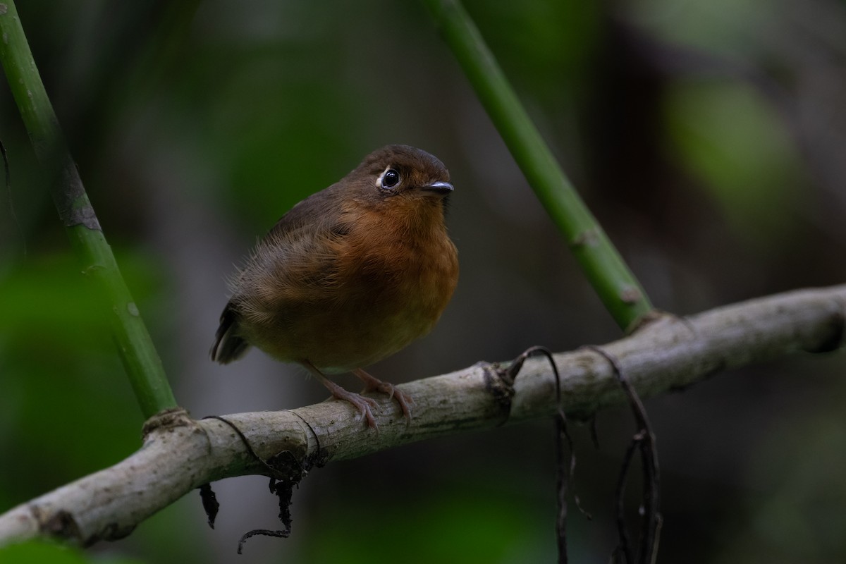 Rusty-breasted Antpitta - ML611524280