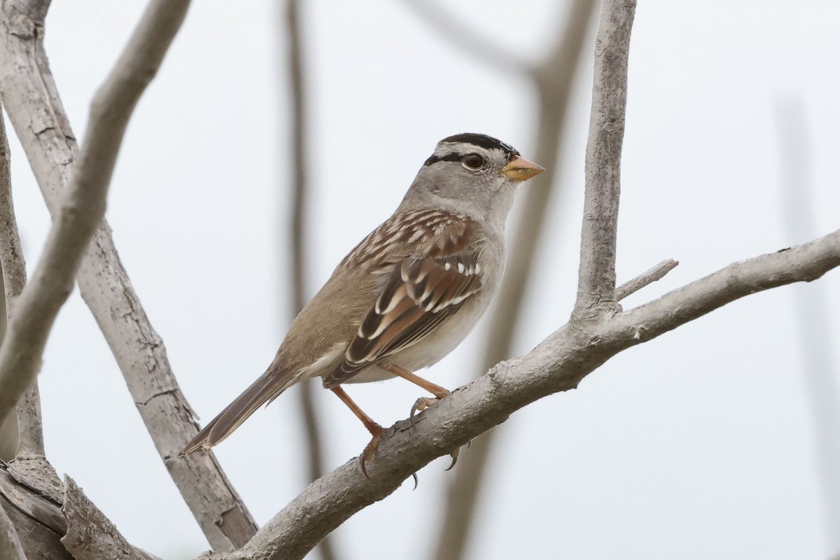 White-crowned Sparrow - ML611524384
