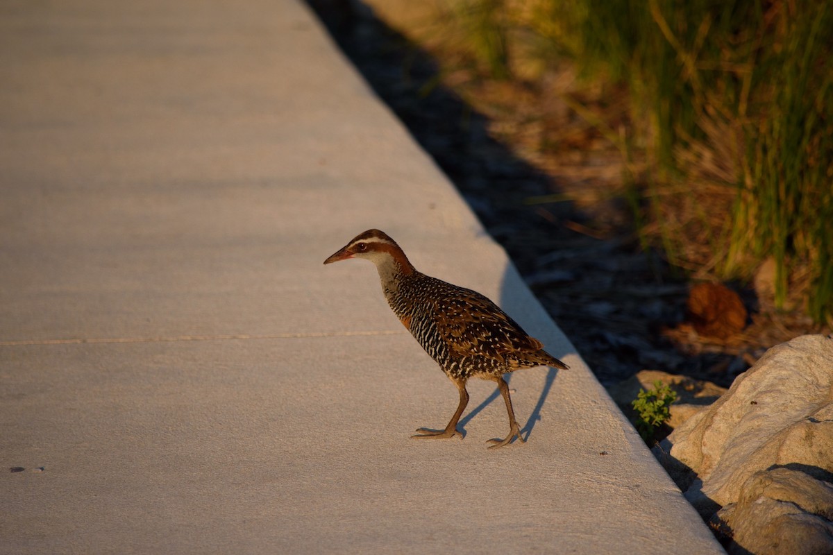 Buff-banded Rail - Tod Spencer