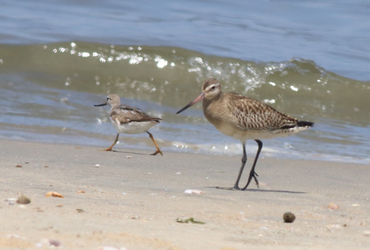 Bar-tailed Godwit - ML611524496