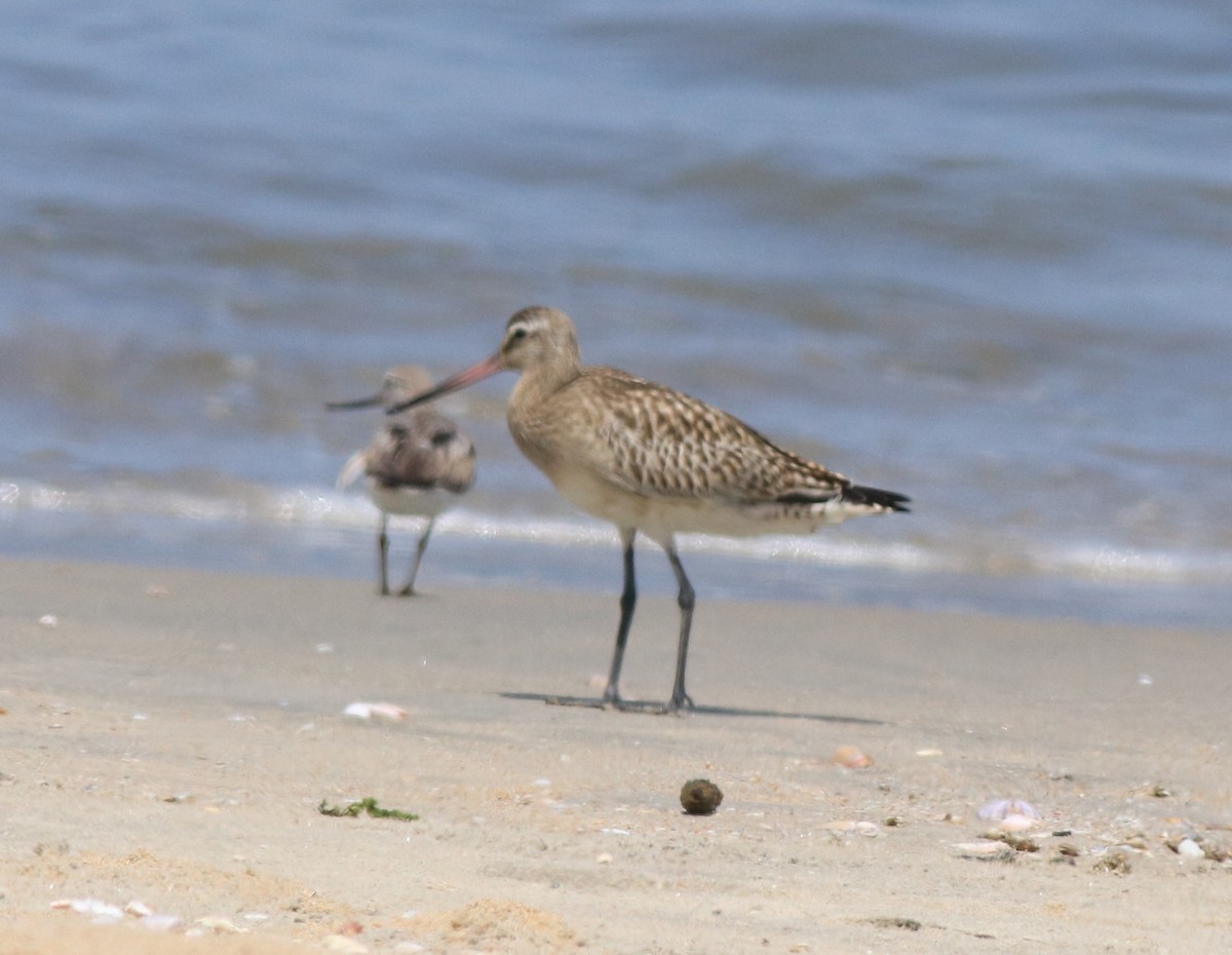 Bar-tailed Godwit - ML611524497
