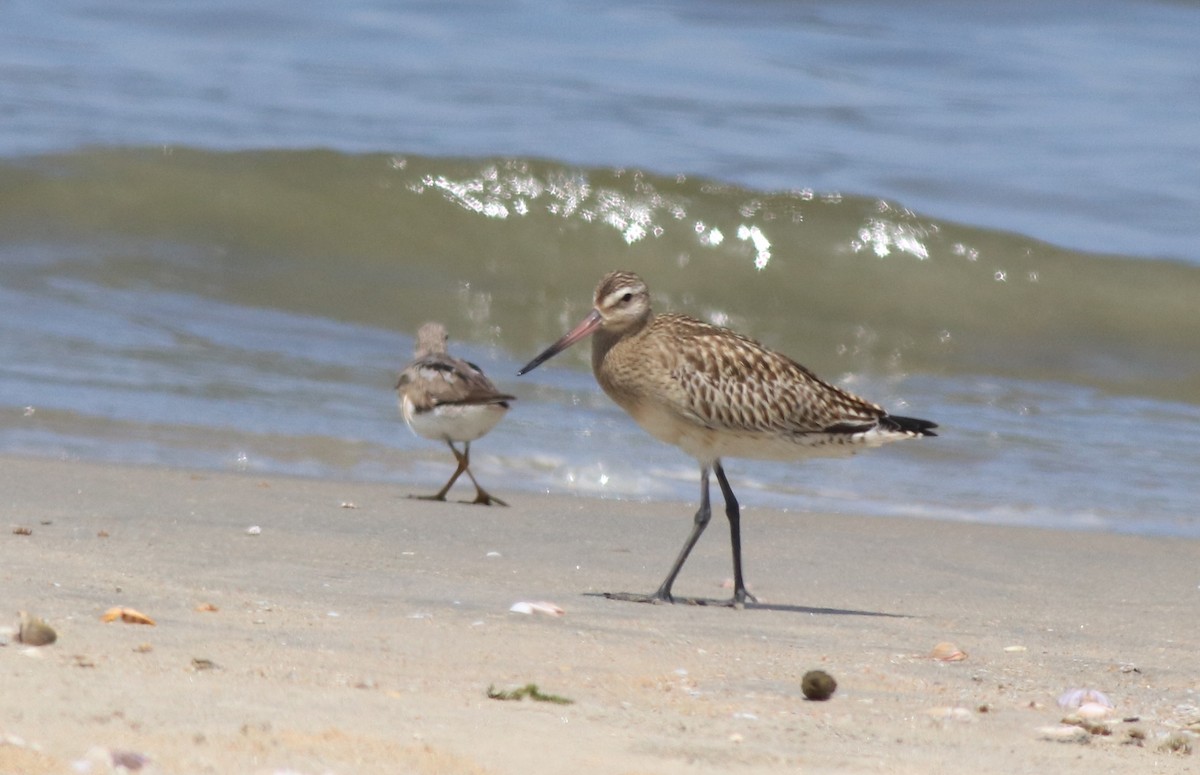 Bar-tailed Godwit - ML611524498