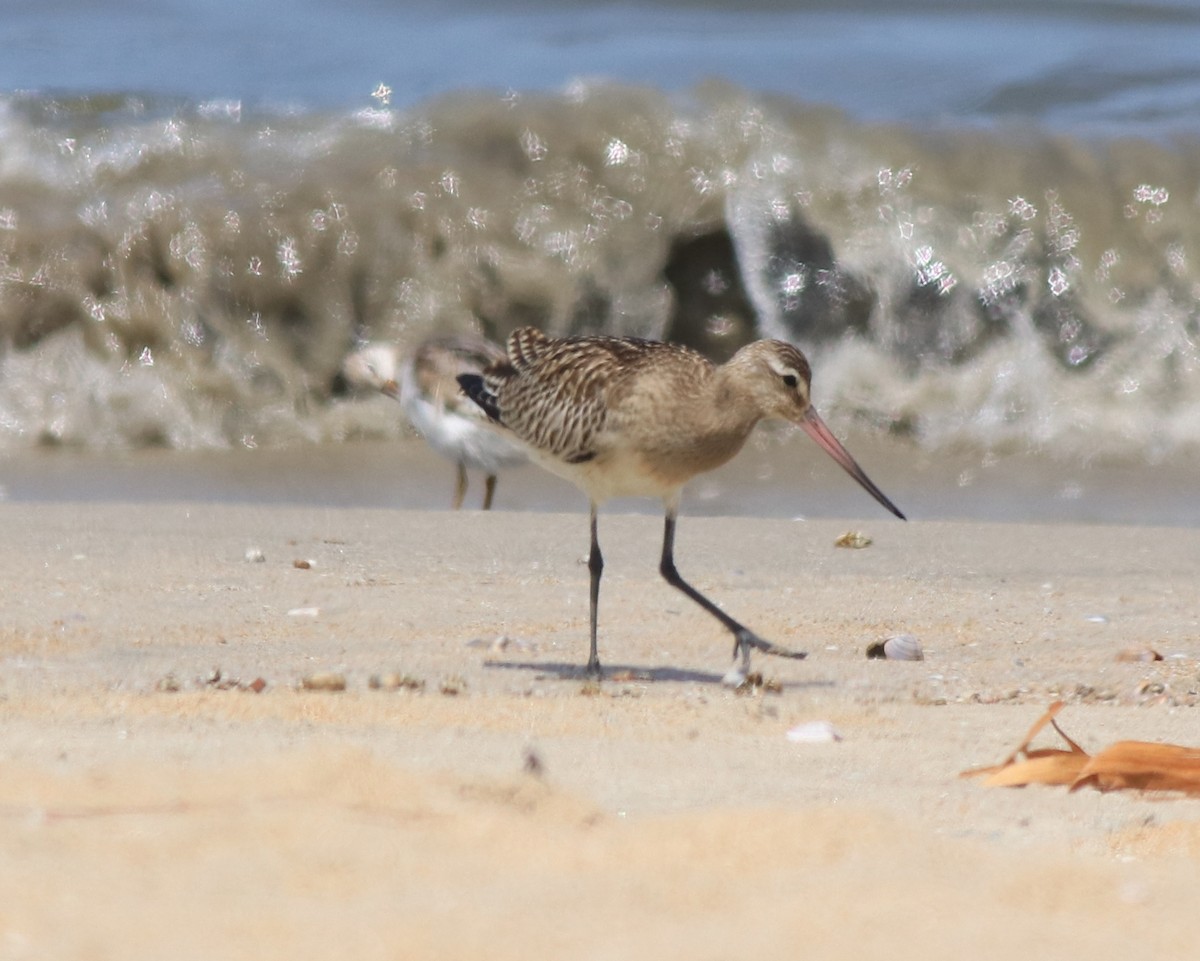 Bar-tailed Godwit - ML611524499