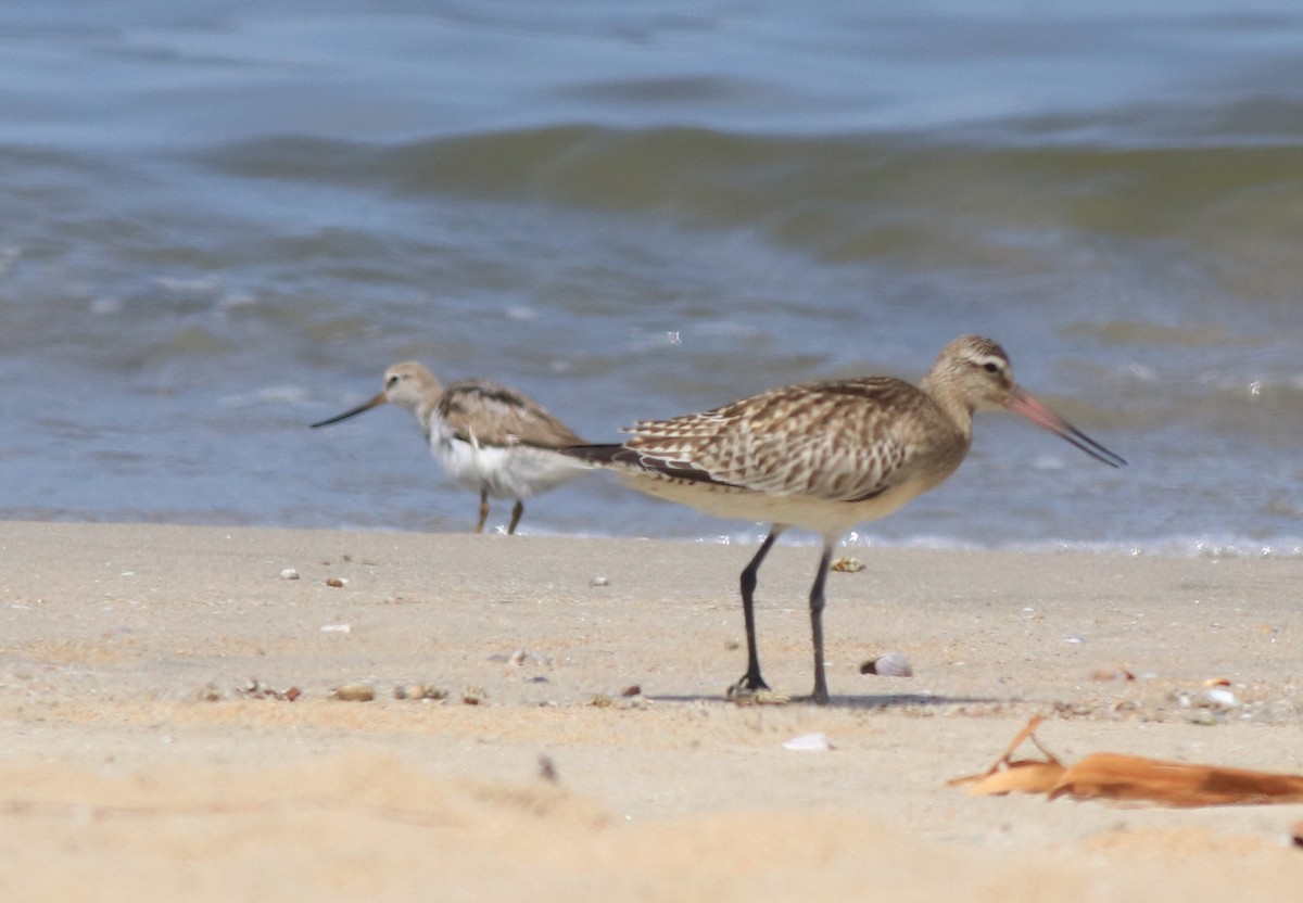 Bar-tailed Godwit - ML611524500
