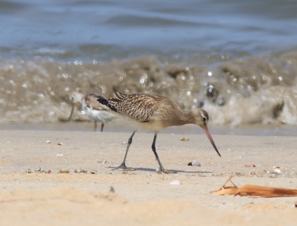 Bar-tailed Godwit - ML611524501
