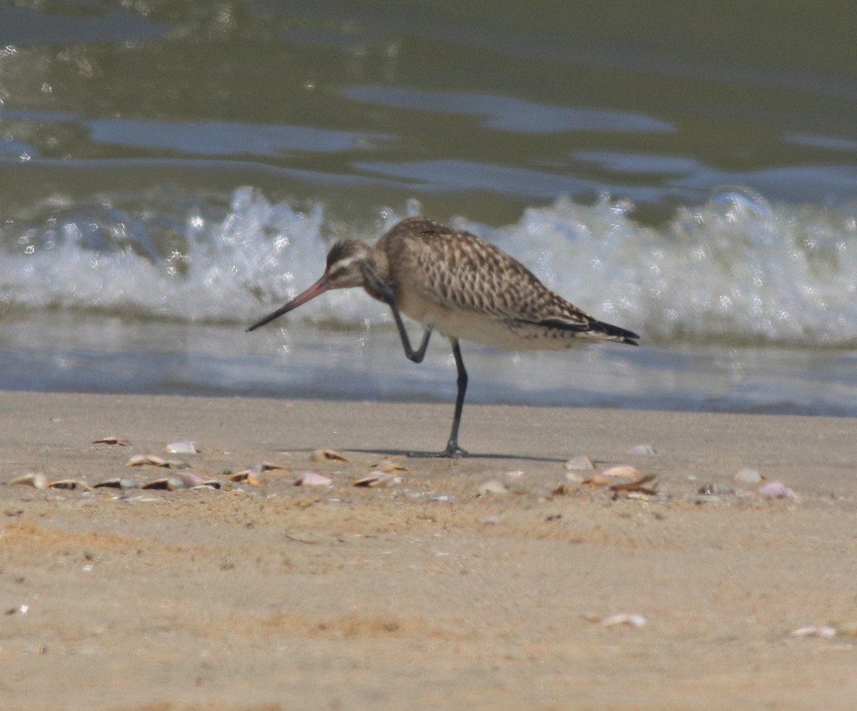 Bar-tailed Godwit - ML611524502