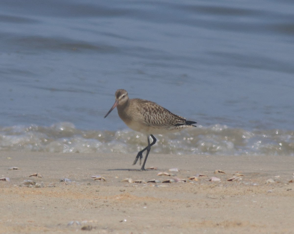Bar-tailed Godwit - ML611524503