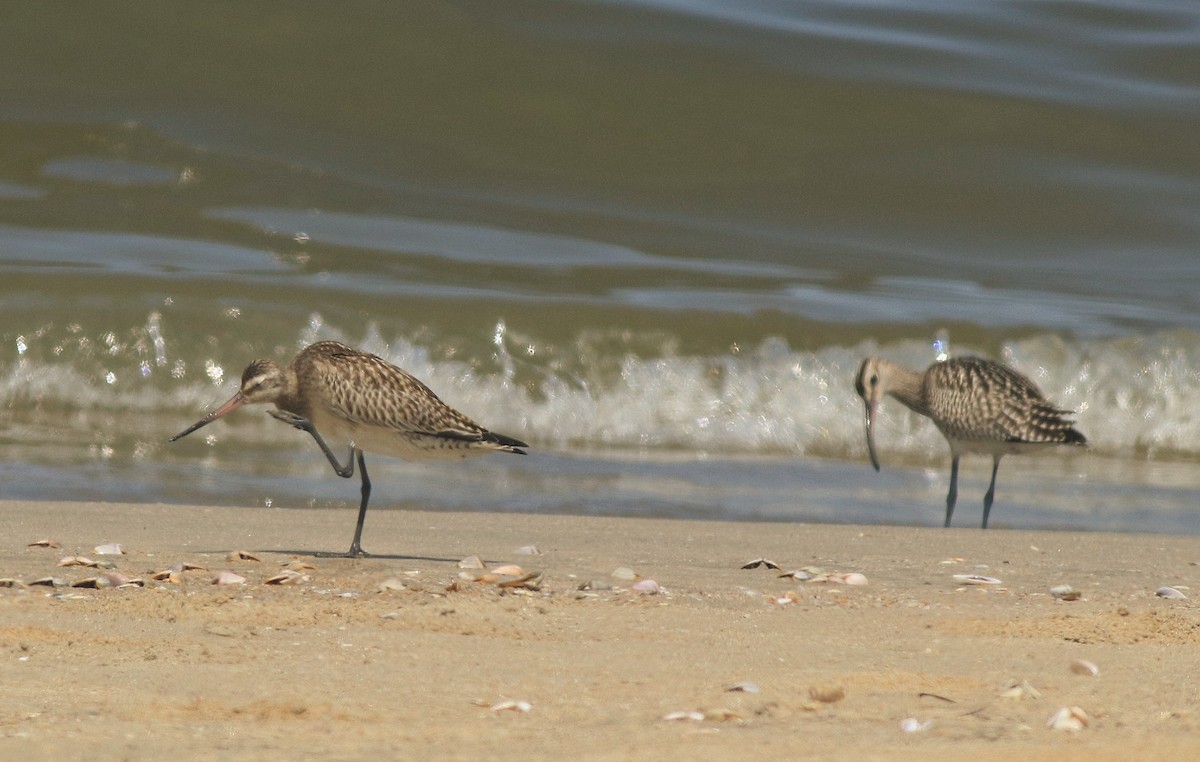 Bar-tailed Godwit - ML611524504