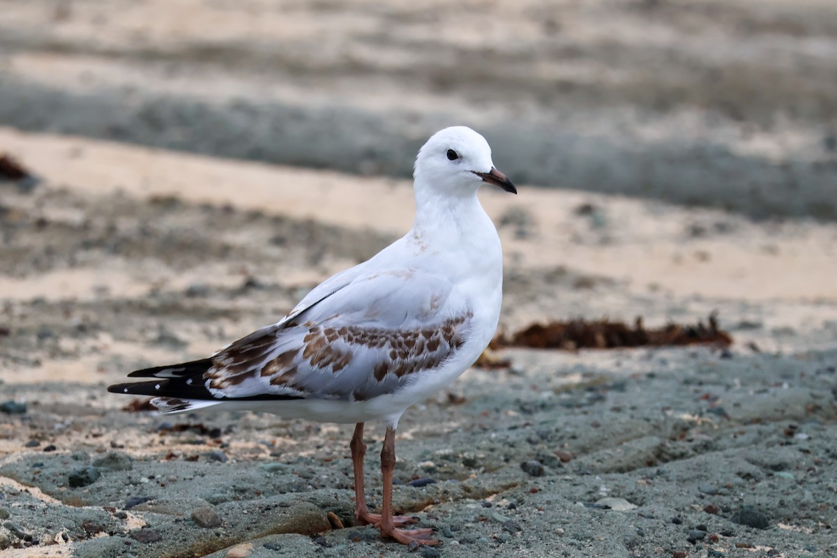 Silver Gull - ML611524513