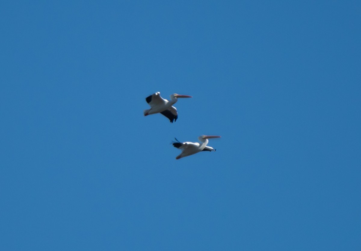 American White Pelican - ML611524525