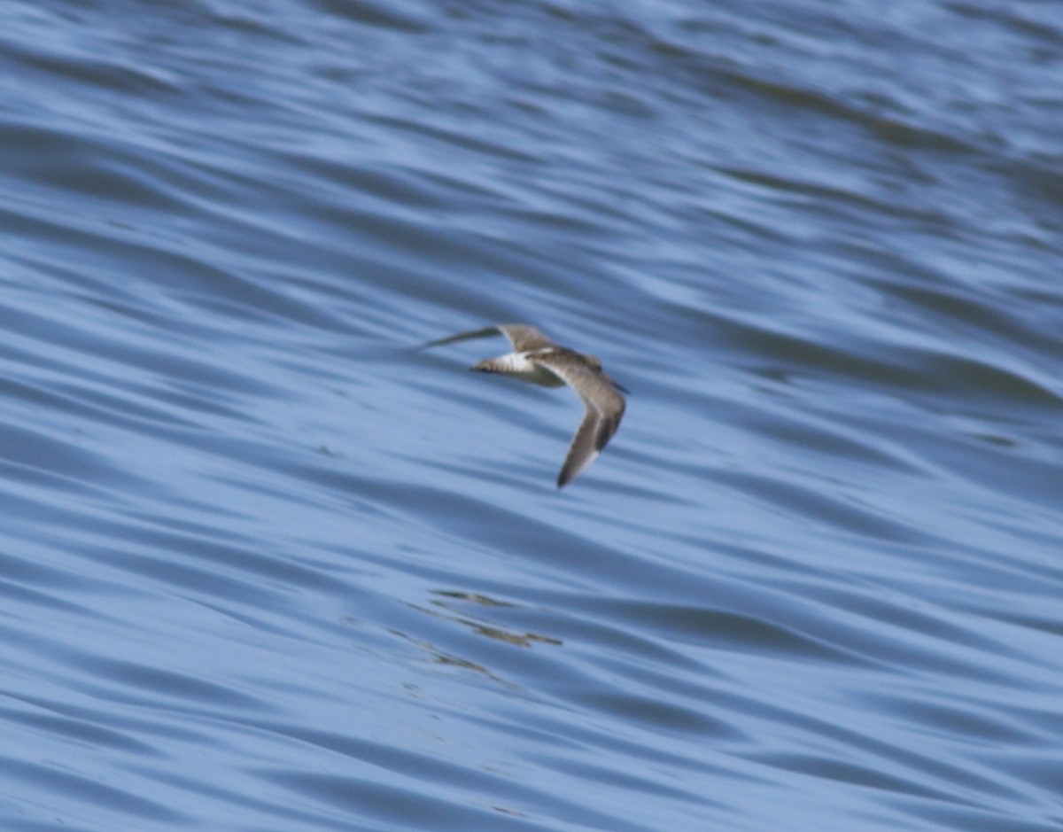 Bar-tailed Godwit - ML611524552