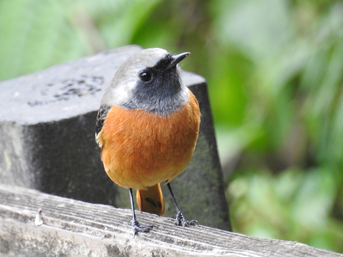 Daurian Redstart - ML611524558