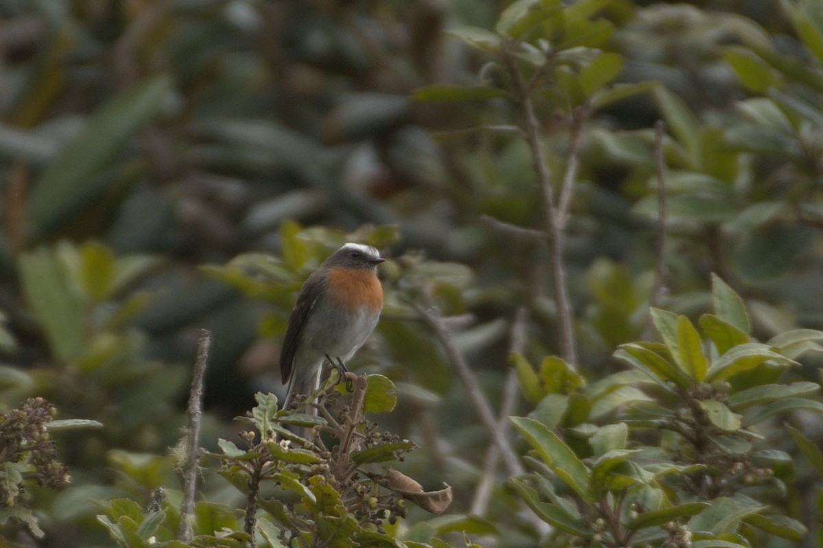 Rufous-breasted Chat-Tyrant - Ashwani Sharma