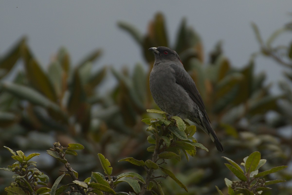 Red-crested Cotinga - Ashwani Sharma