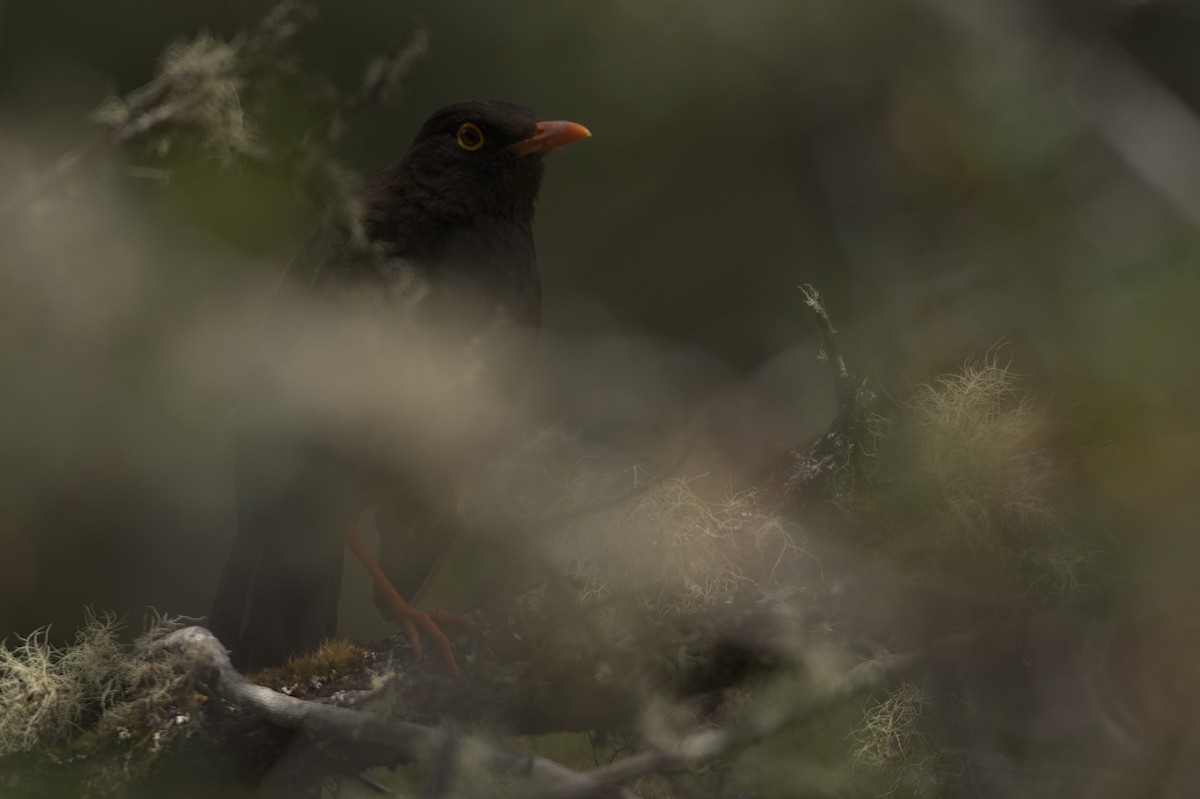 Great Thrush - ML611524593