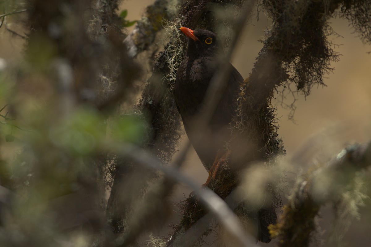 Great Thrush - Ashwani Sharma