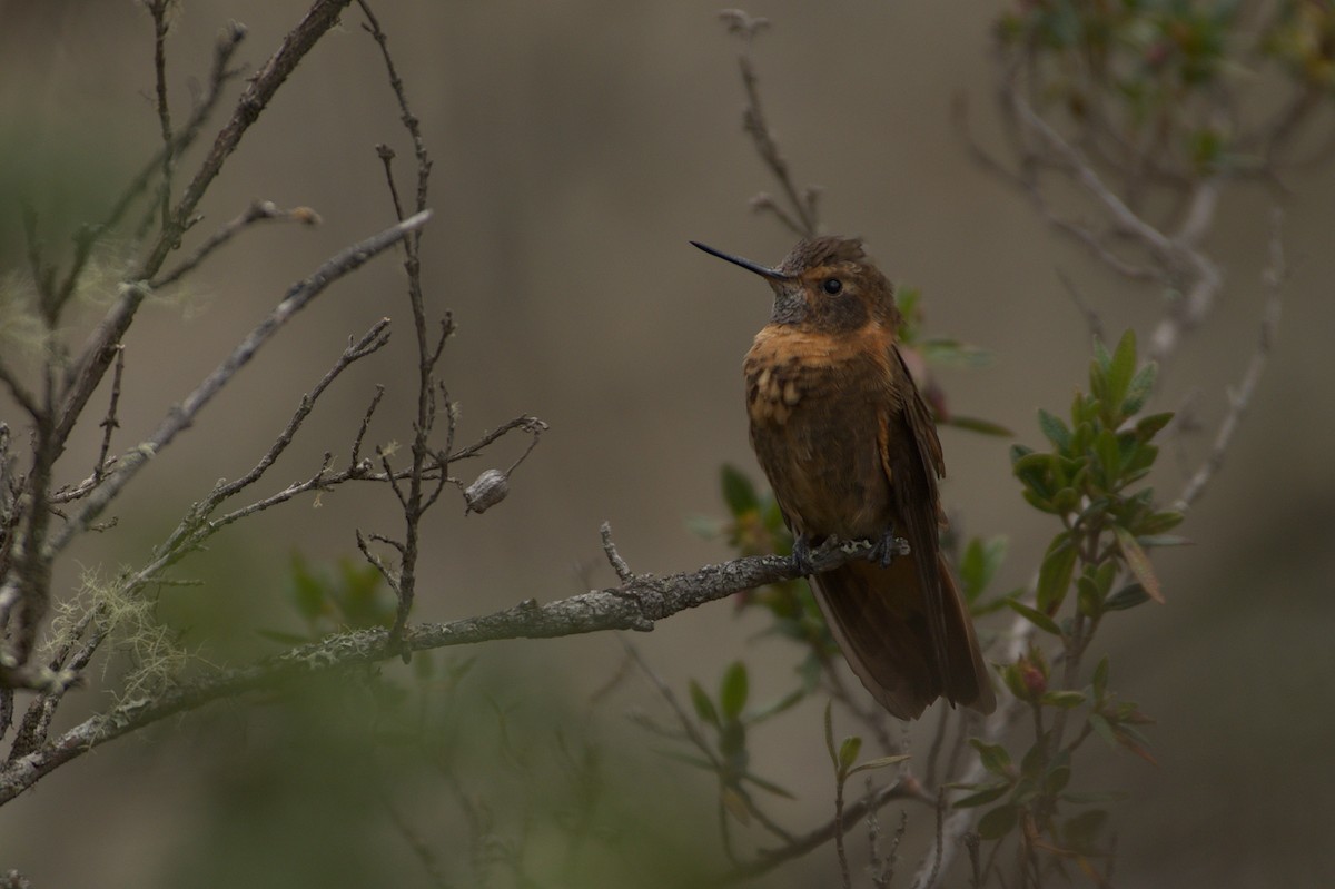 kolibřík duhovohřbetý - ML611524598