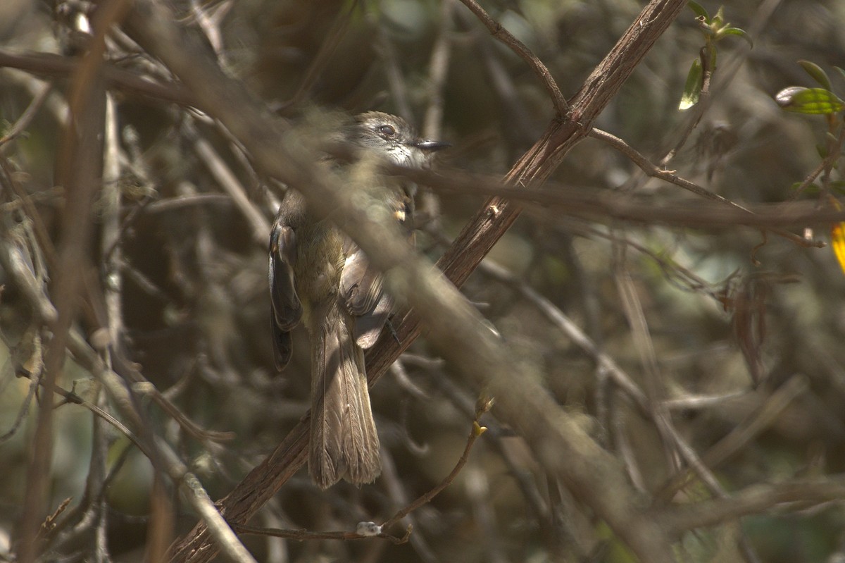 White-throated Tyrannulet - Ashwani Sharma