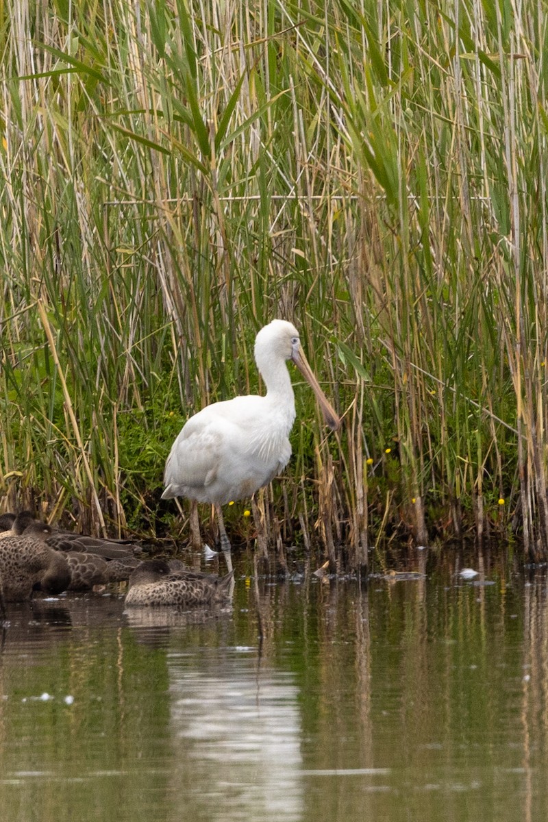 Yellow-billed Spoonbill - ML611524611