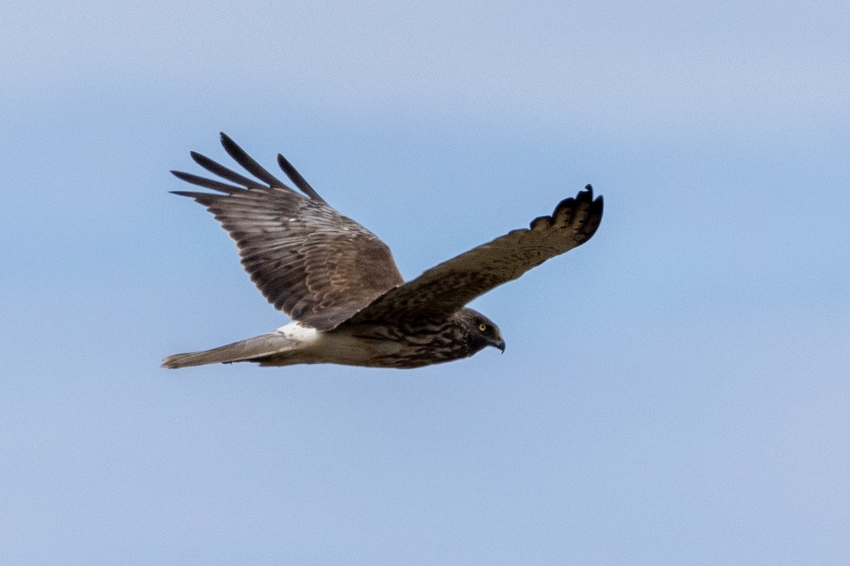 Swamp Harrier - ML611524615