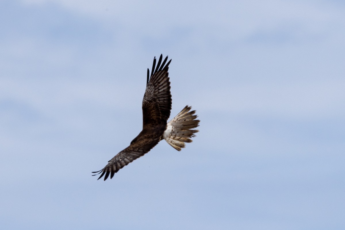 Swamp Harrier - ML611524617