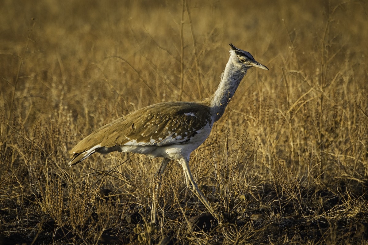 Arabian Bustard - David Bishop