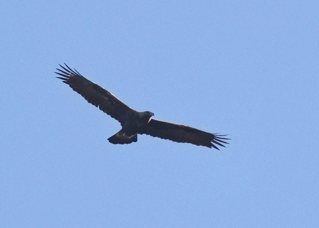 Golden Eagle - ML611524744
