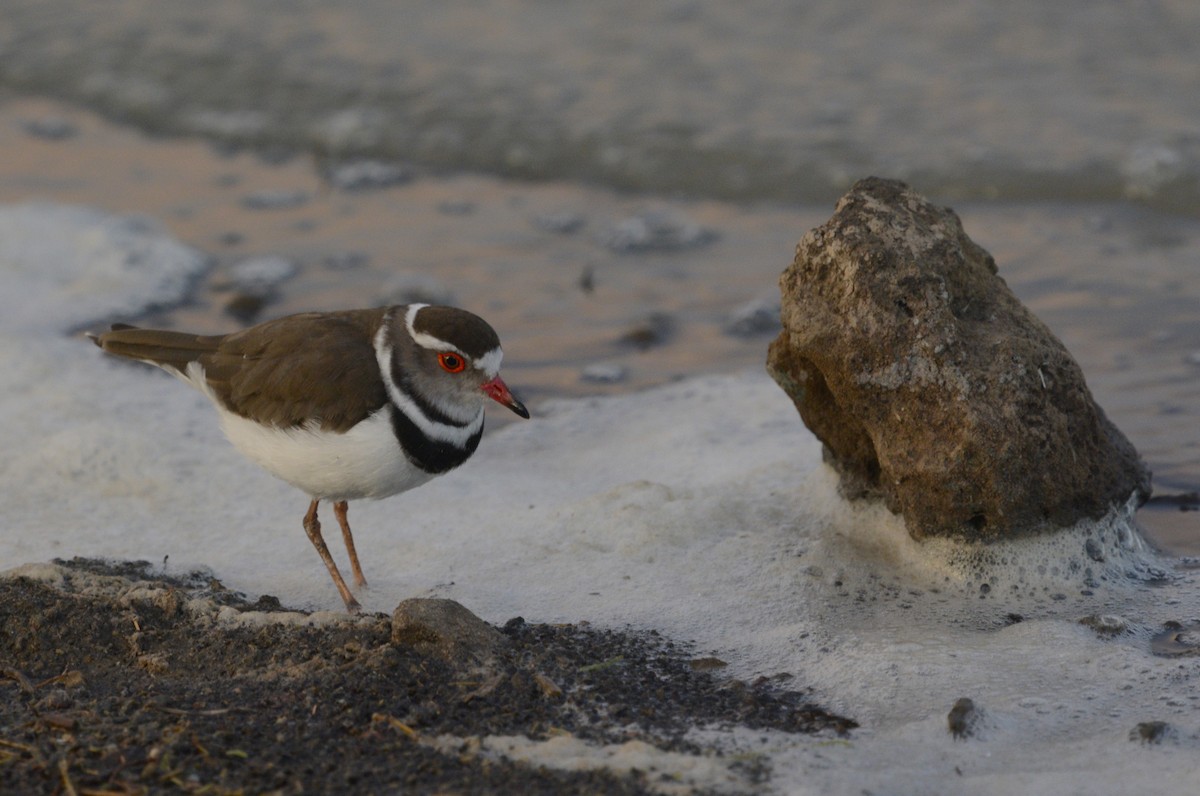 Three-banded Plover - Gary Davidson