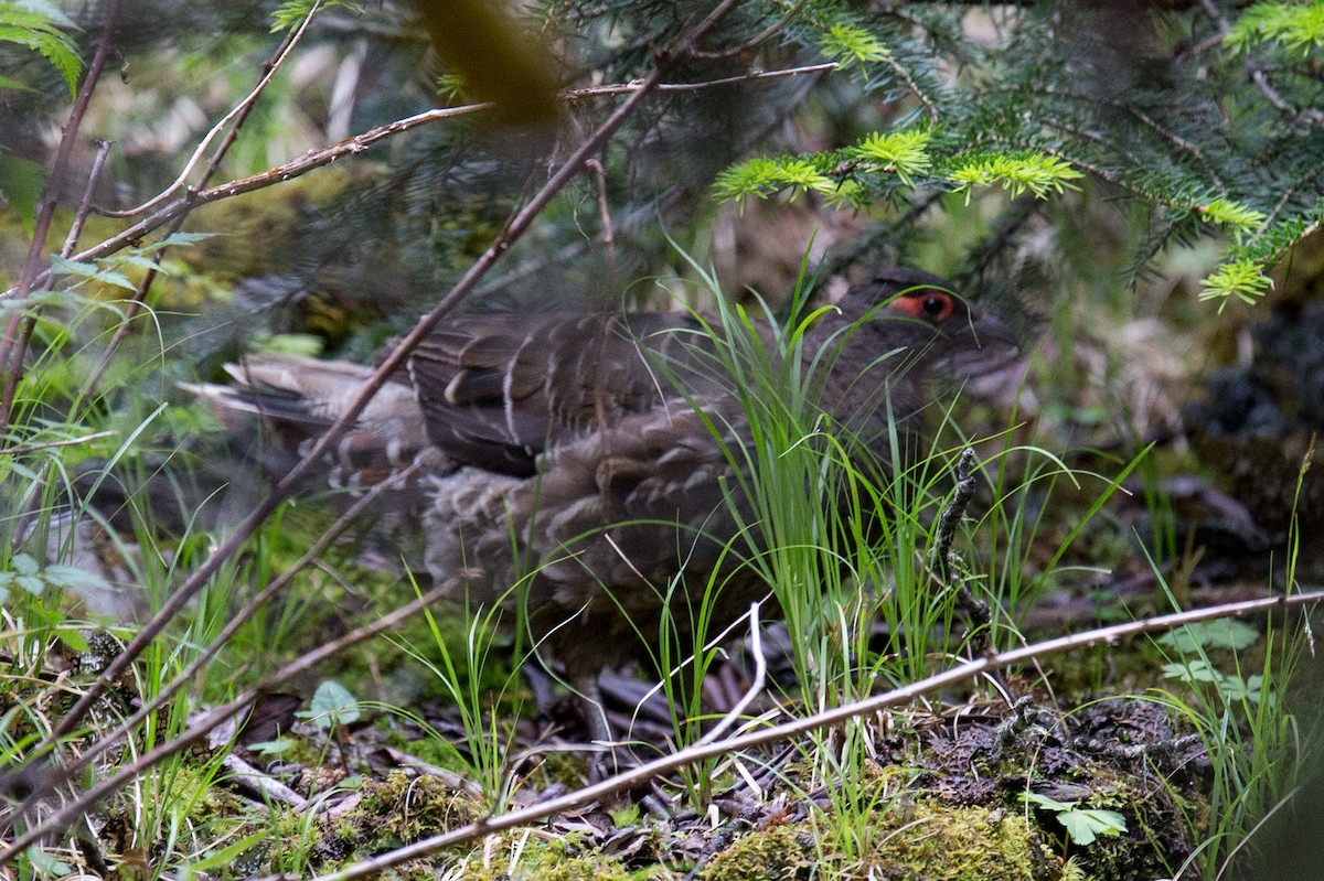 Chestnut-throated Monal-Partridge - Robert Tizard