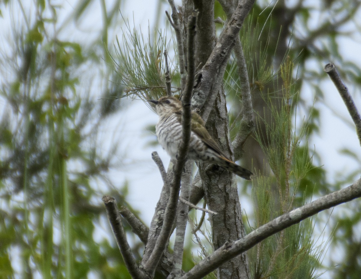 Horsfield's Bronze-Cuckoo - ML611524848