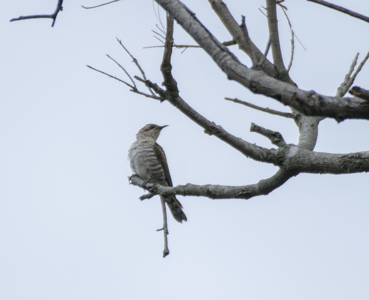 Horsfield's Bronze-Cuckoo - ML611524849