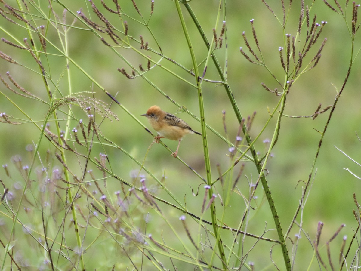 Golden-headed Cisticola - ML611524856