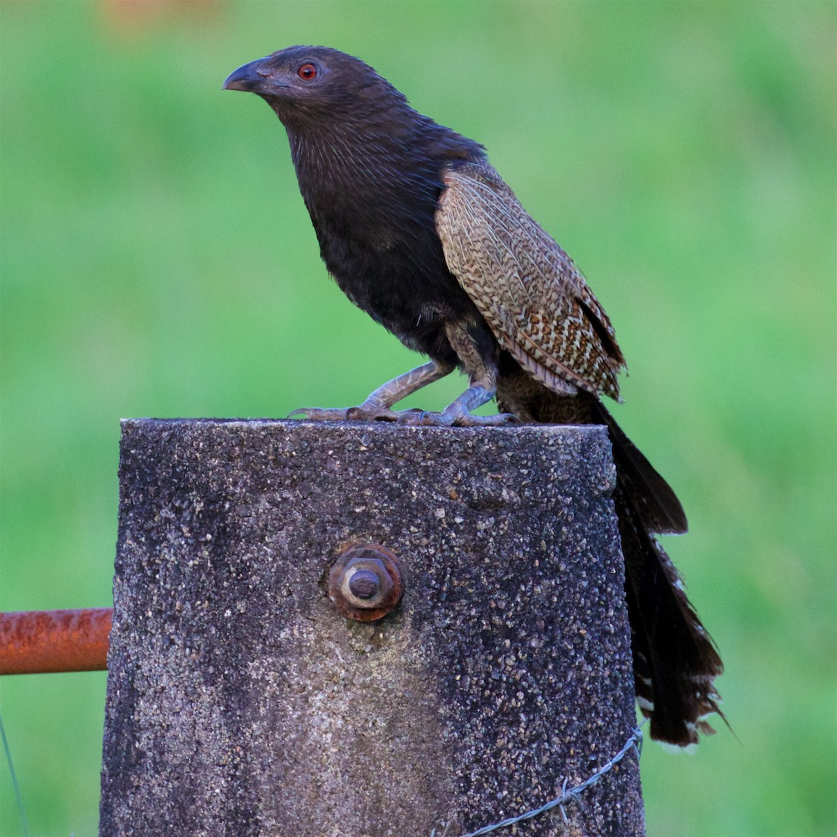 Pheasant Coucal - ML611524920